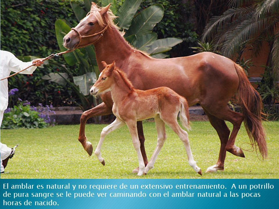 El amblar es natural y no requiere de un extensivo entrenamiento