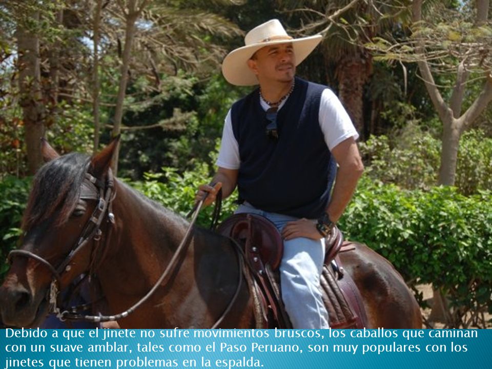 Debido a que el jinete no sufre movimientos bruscos, los caballos que caminan con un suave amblar, tales como el Paso Peruano, son muy populares con los jinetes que tienen problemas en la espalda.