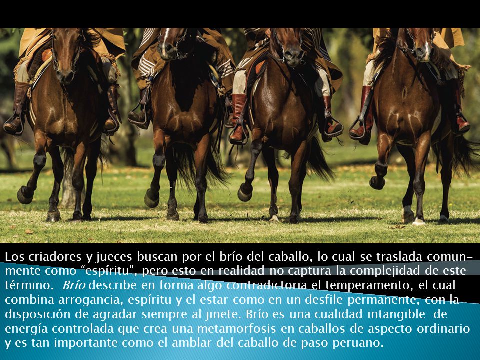 Los criadores y jueces buscan por el brío del caballo, lo cual se traslada comun-mente como espíritu , pero esto en realidad no captura la complejidad de este término.