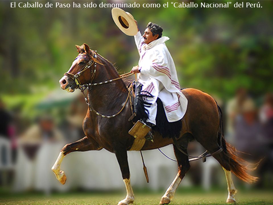 El Caballo de Paso ha sido denominado como el Caballo Nacional del Perú.