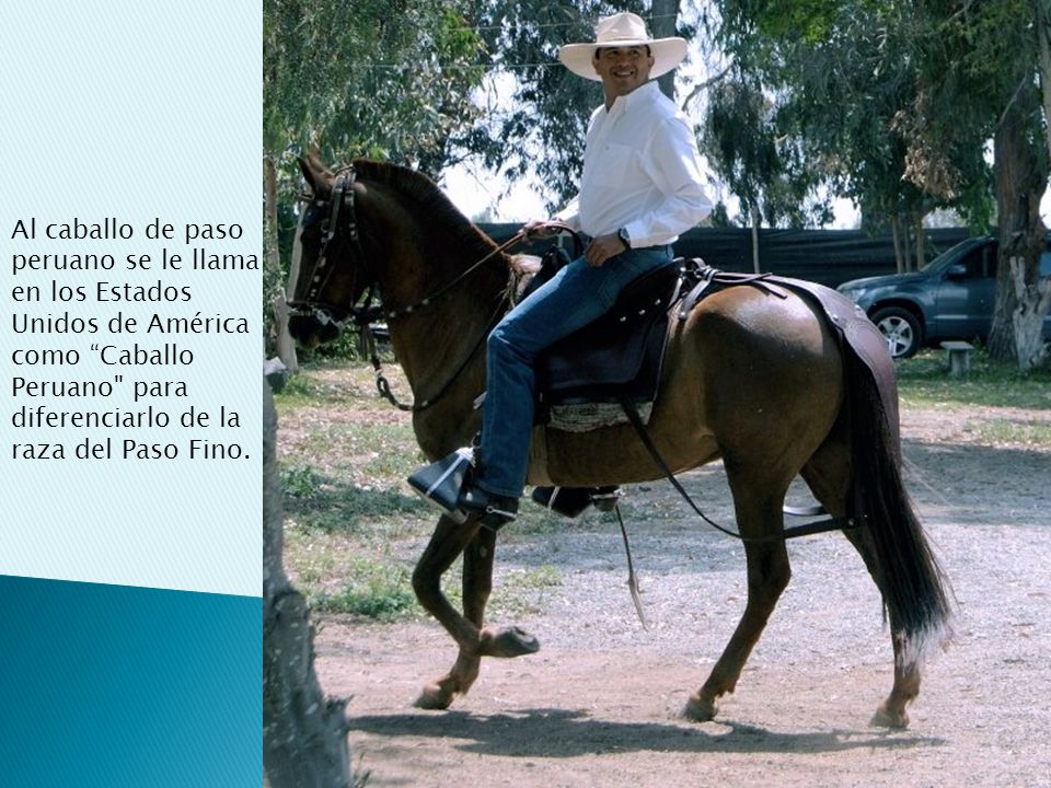 Al caballo de paso peruano se le llama en los Estados Unidos de América como Caballo Peruano para diferenciarlo de la raza del Paso Fino.