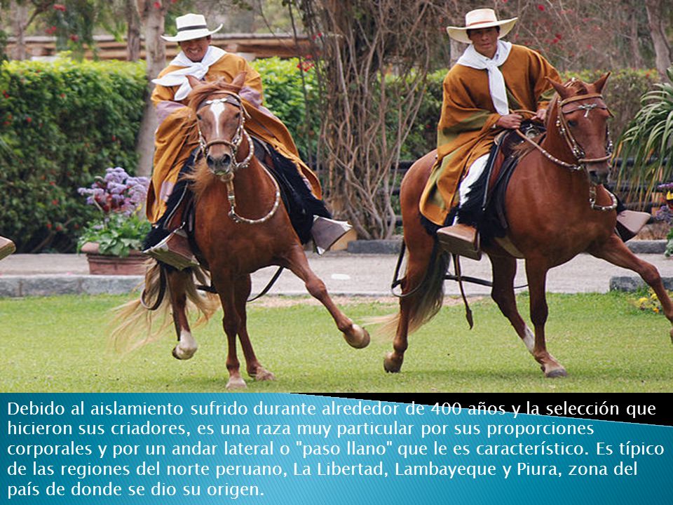 Debido al aislamiento sufrido durante alrededor de 400 años y la selección que hicieron sus criadores, es una raza muy particular por sus proporciones corporales y por un andar lateral o paso llano que le es característico.