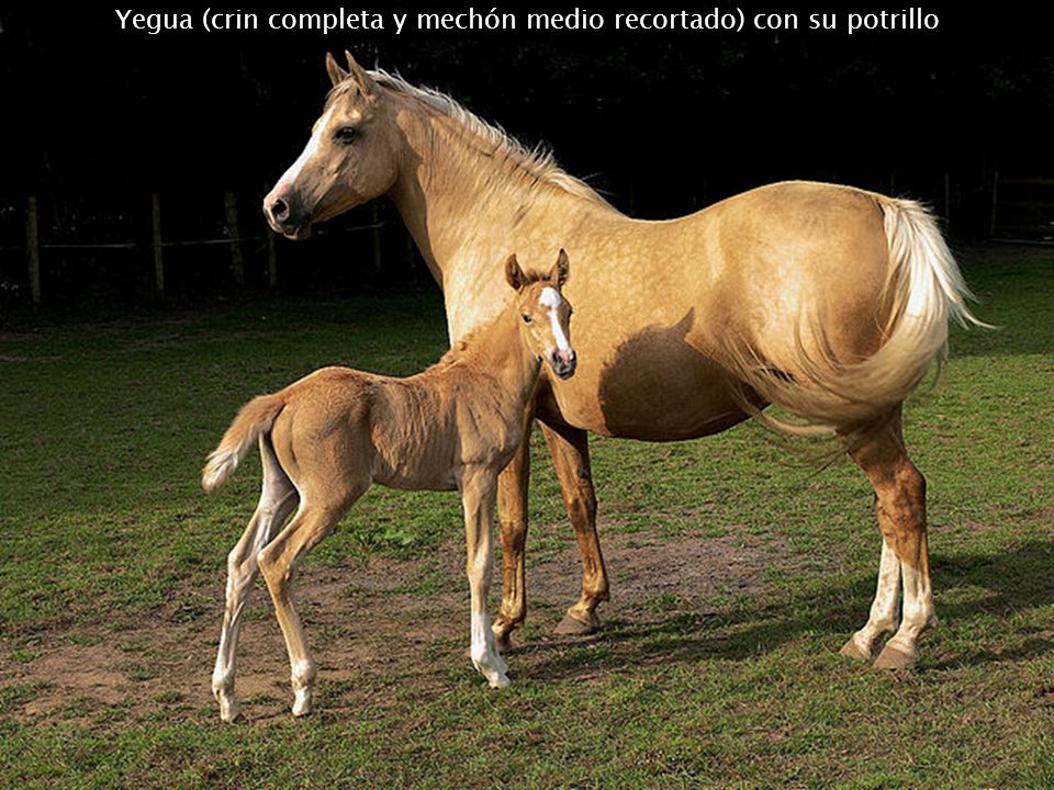 Yegua (crin completa y mechón medio recortado) con su potrillo