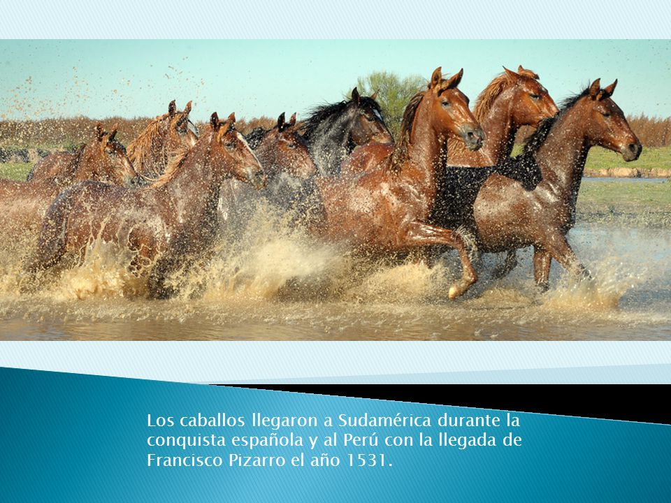 Los caballos llegaron a Sudamérica durante la conquista española y al Perú con la llegada de Francisco Pizarro el año 1531.