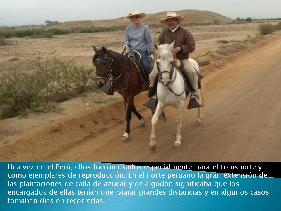 Una vez en el Perú, ellos fueron usados especialmente para el transporte y como ejemplares de reproducción.