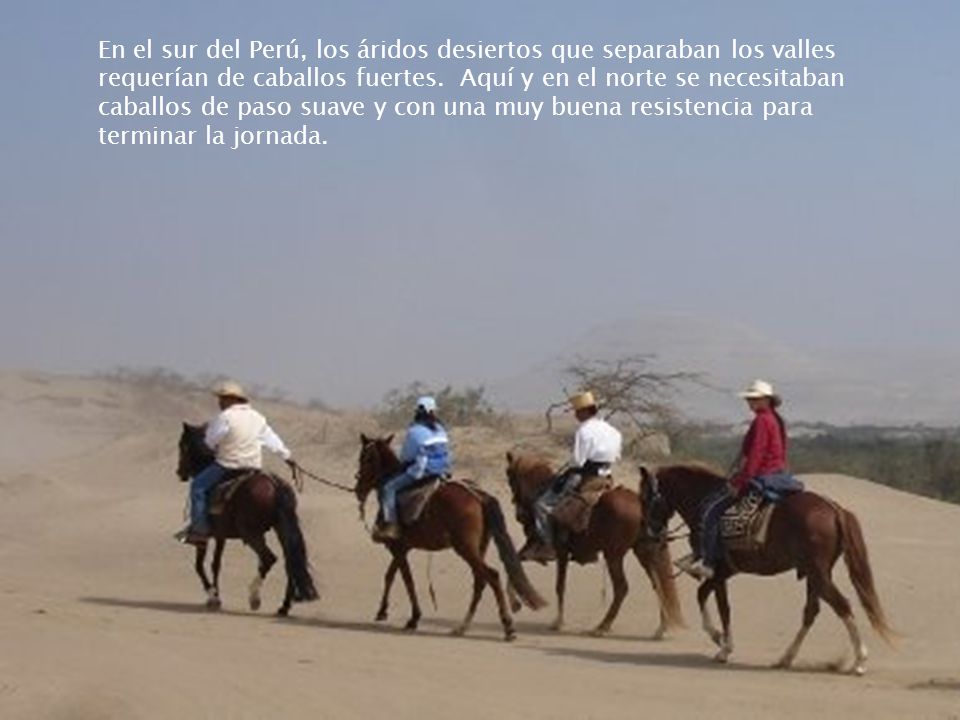 En el sur del Perú, los áridos desiertos que separaban los valles requerían de caballos fuertes.