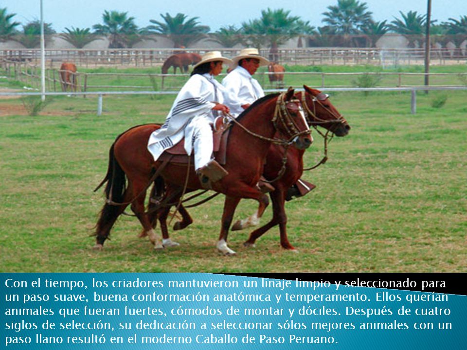 Con el tiempo, los criadores mantuvieron un linaje limpio y seleccionado para un paso suave, buena conformación anatómica y temperamento.