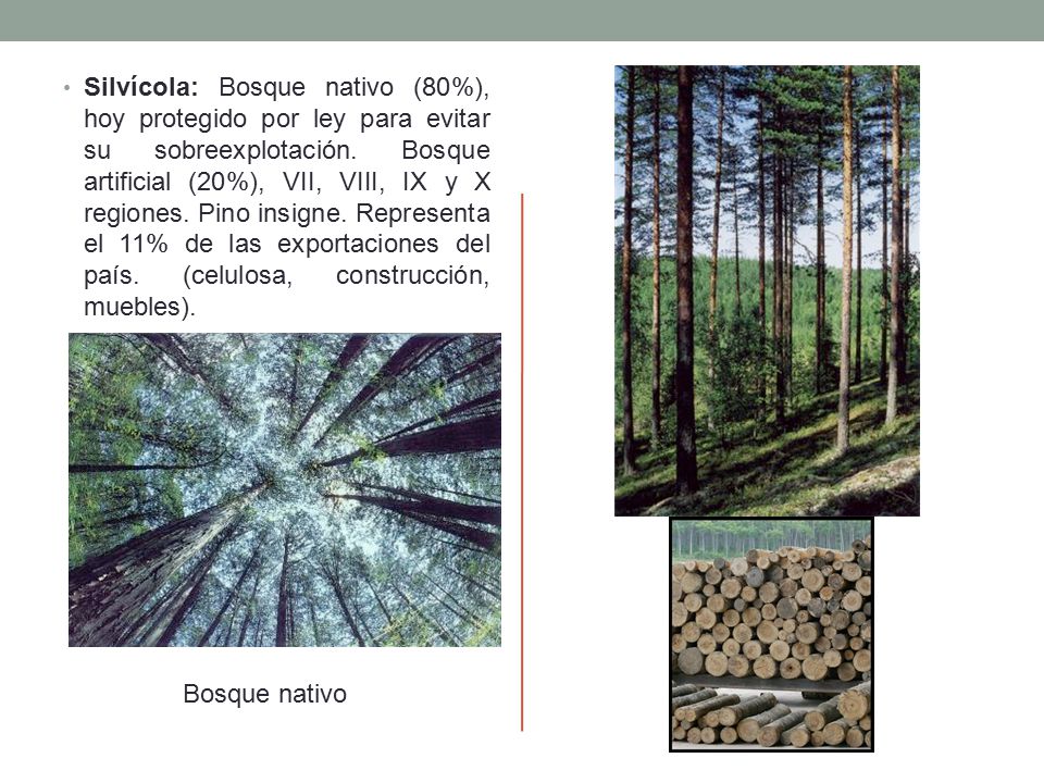 Silvícola: Bosque nativo (80%), hoy protegido por ley para evitar su sobreexplotación. Bosque artificial (20%), VII, VIII, IX y X regiones. Pino insigne. Representa el 11% de las exportaciones del país. (celulosa, construcción, muebles).