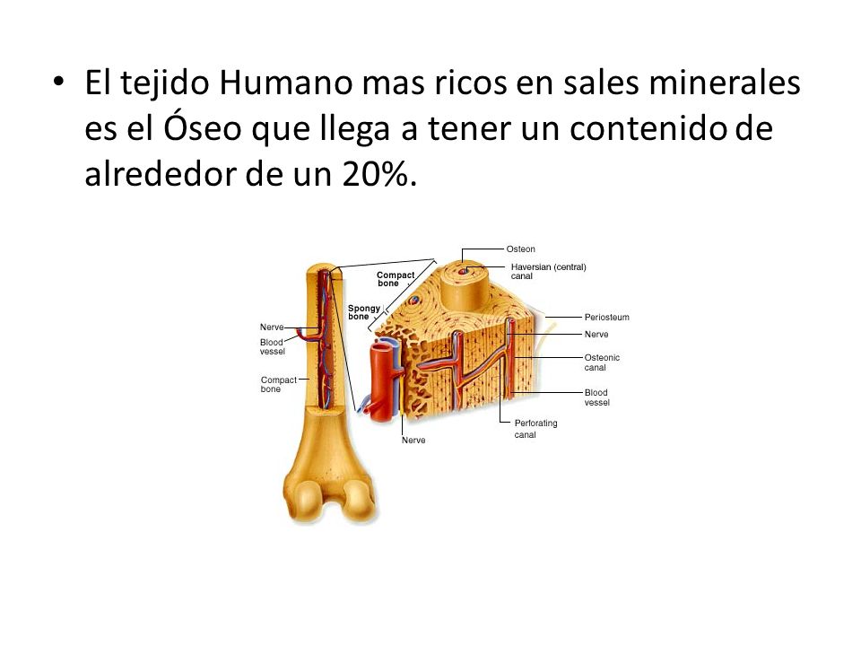 El tejido Humano mas ricos en sales minerales es el Óseo que llega a tener un contenido de alrededor de un 20%.