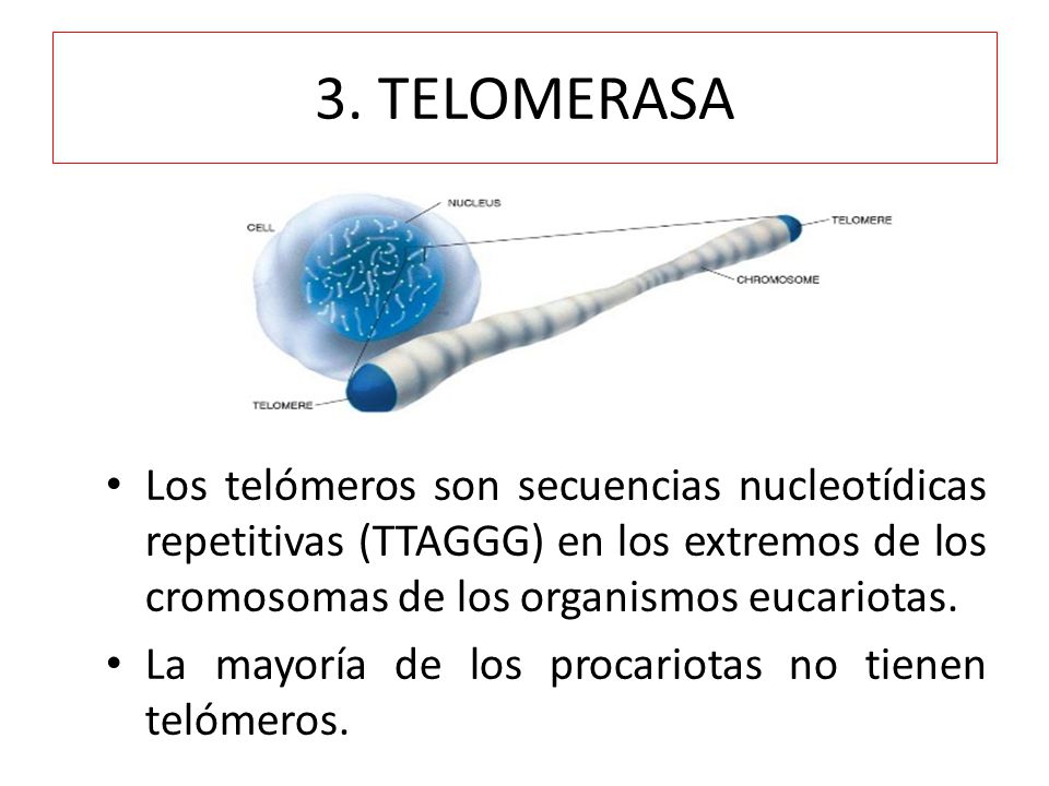 3. TELOMERASA Los telómeros son secuencias nucleotídicas repetitivas (TTAGGG) en los extremos de los cromosomas de los organismos eucariotas.