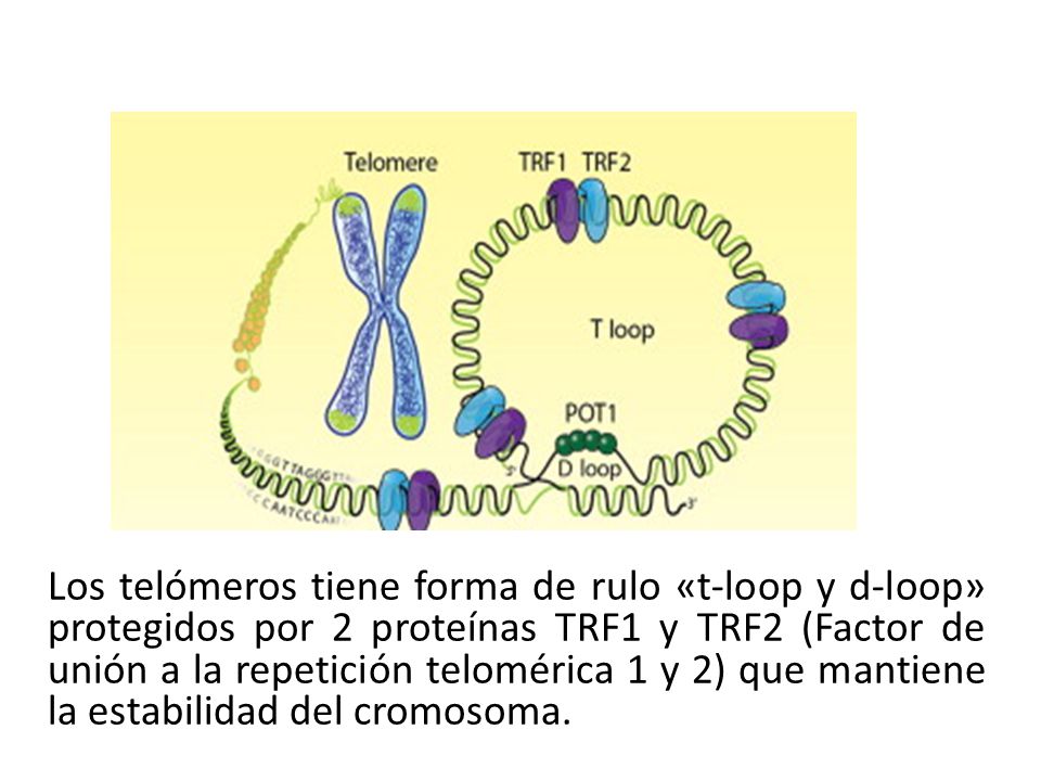 Los telómeros tiene forma de rulo «t-loop y d-loop» protegidos por 2 proteínas TRF1 y TRF2 (Factor de unión a la repetición telomérica 1 y 2) que mantiene la estabilidad del cromosoma.