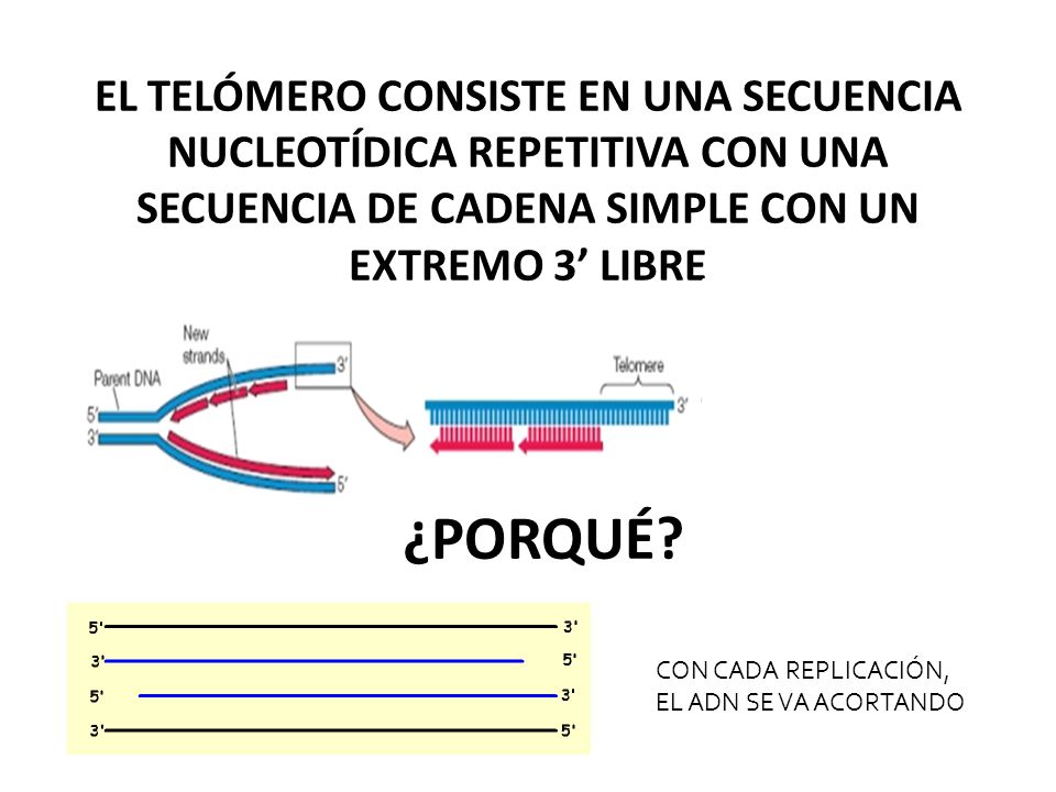 EL TELÓMERO CONSISTE EN UNA SECUENCIA NUCLEOTÍDICA REPETITIVA CON UNA SECUENCIA DE CADENA SIMPLE CON UN EXTREMO 3’ LIBRE