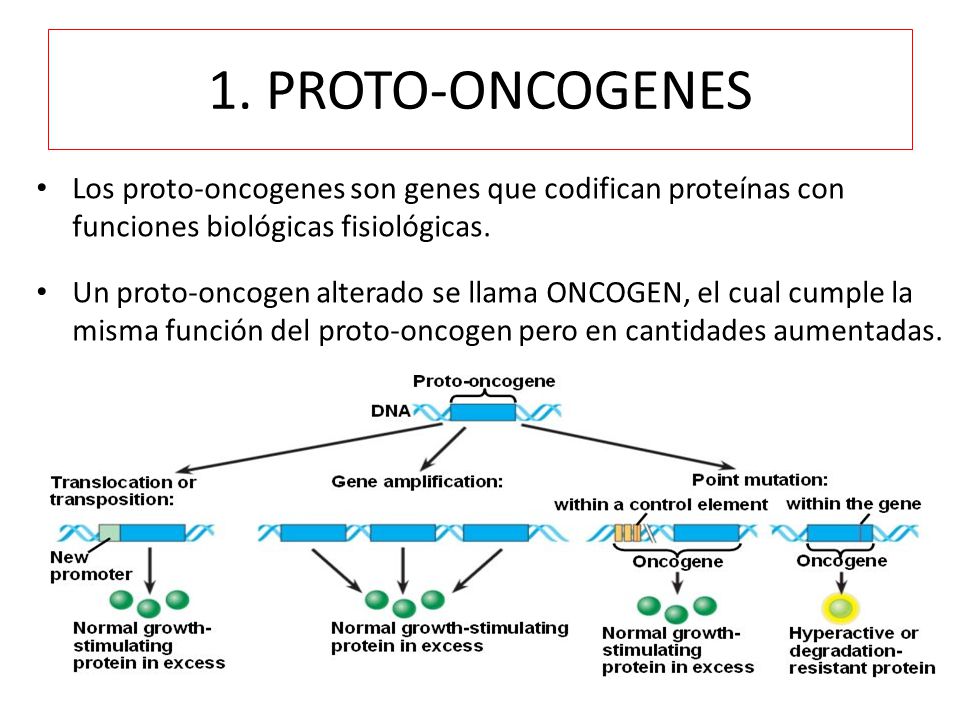 1. PROTO-ONCOGENES Los proto-oncogenes son genes que codifican proteínas con funciones biológicas fisiológicas.