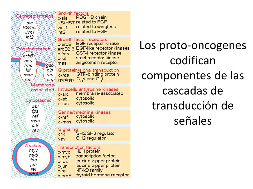 Los proto-oncogenes codifican componentes de las cascadas de transducción de señales