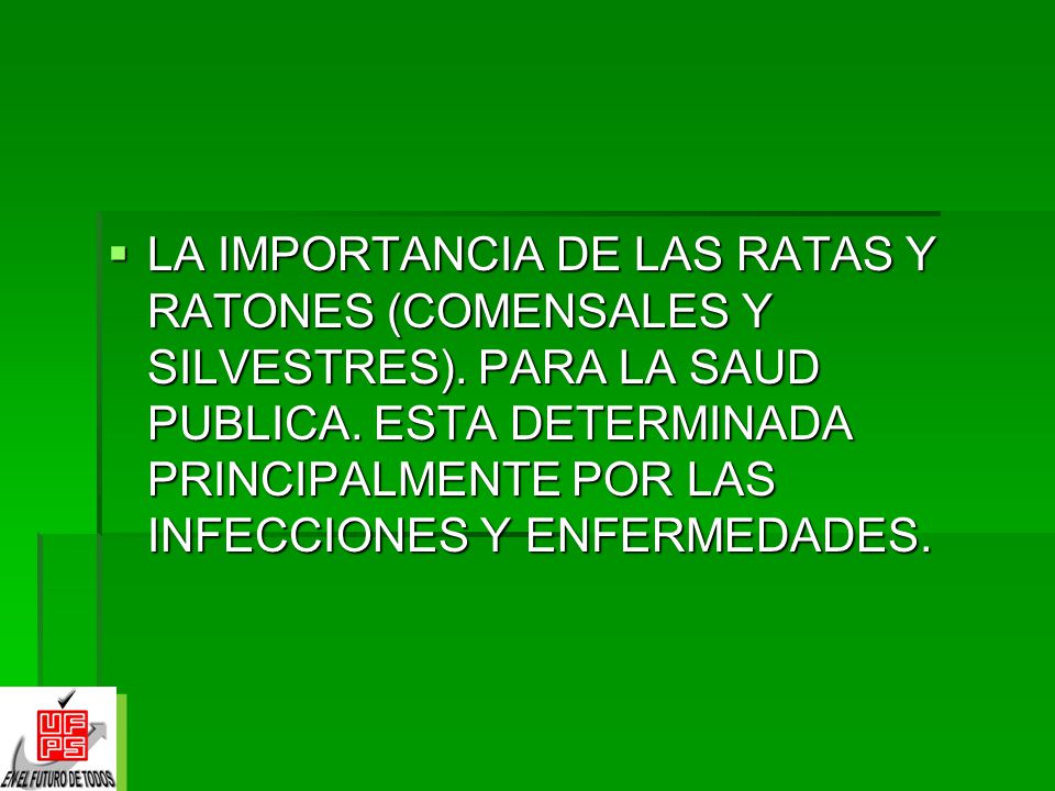 LA IMPORTANCIA DE LAS RATAS Y RATONES (COMENSALES Y SILVESTRES)