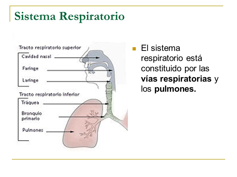 Sistema Respiratorio El sistema respiratorio está constituido por las vías respiratorias y los pulmones.