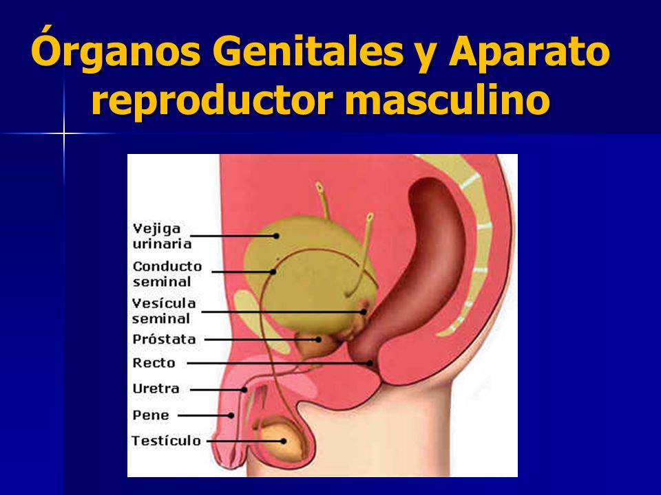 Órganos Genitales y Aparato reproductor masculino