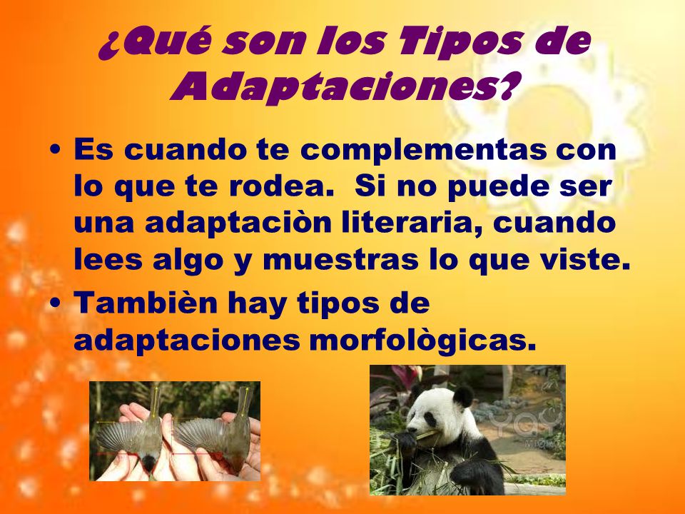 ¿Qué son los Tipos de Adaptaciones