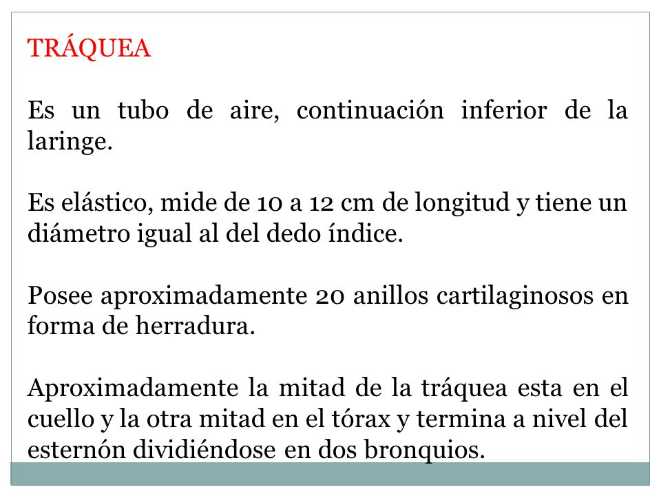 TRÁQUEA Es un tubo de aire, continuación inferior de la laringe.