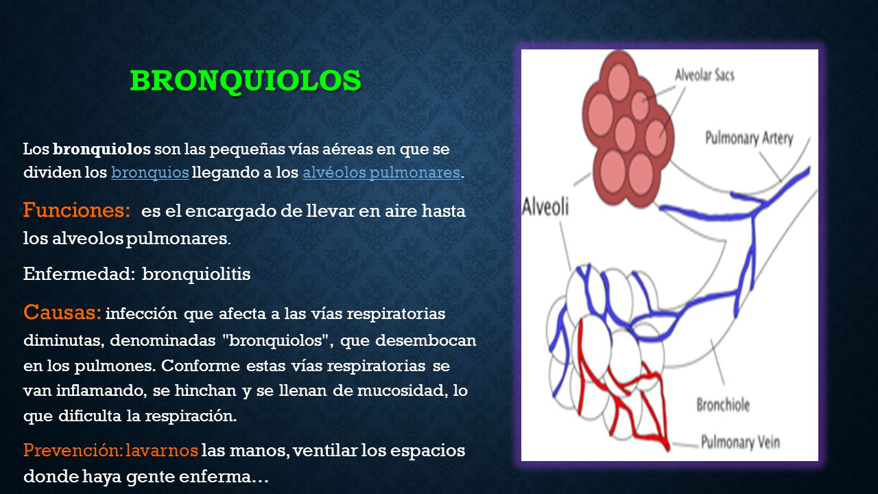Bronquiolos Los bronquiolos son las pequeñas vías aéreas en que se dividen los bronquios llegando a los alvéolos pulmonares.