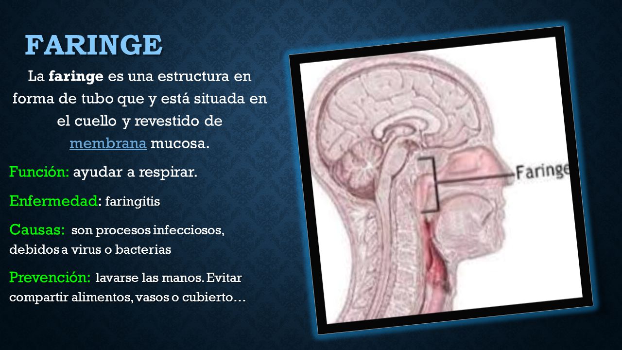 Faringe La faringe es una estructura en forma de tubo que y está situada en el cuello y revestido de membrana mucosa.