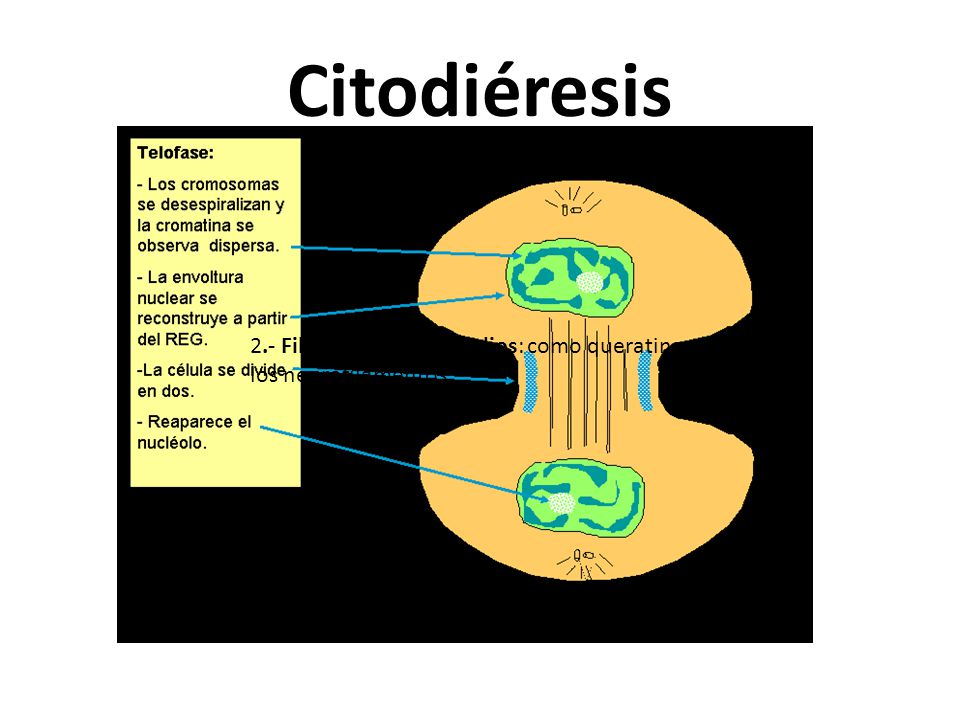 Citodiéresis 2.- Filamentos intermedios: como queratina y los neurofilamentos
