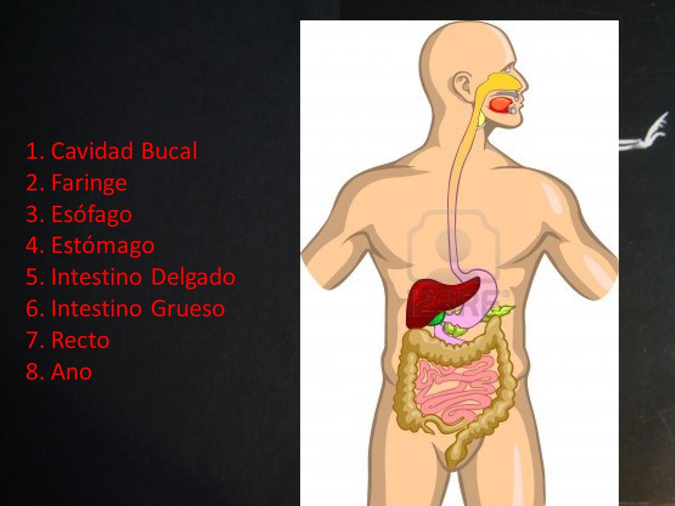 Cavidad Bucal Faringe Esófago Estómago Intestino Delgado Intestino Grueso Recto Ano