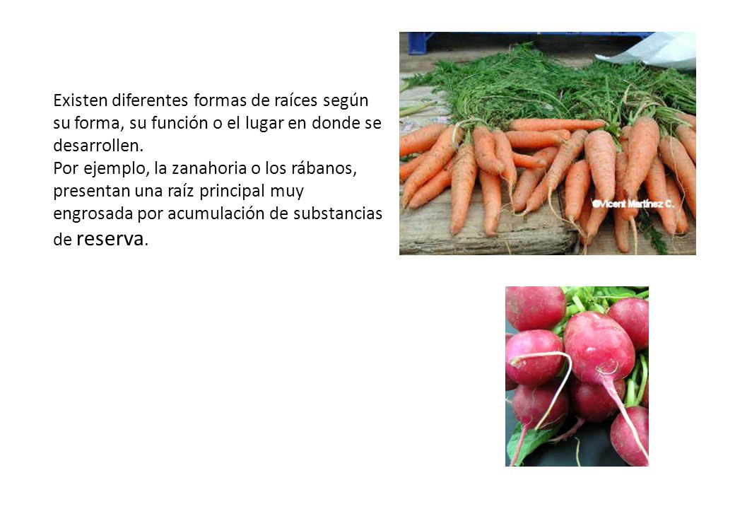 Existen diferentes formas de raíces según su forma, su función o el lugar en donde se desarrollen.