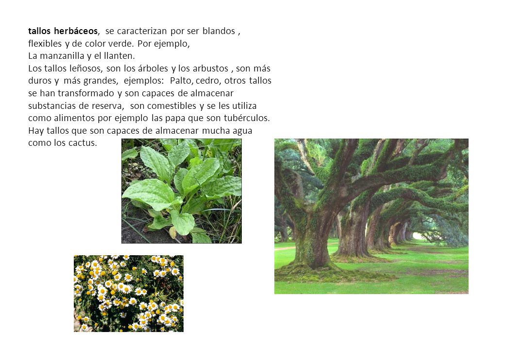 tallos herbáceos, se caracterizan por ser blandos , flexibles y de color verde. Por ejemplo,