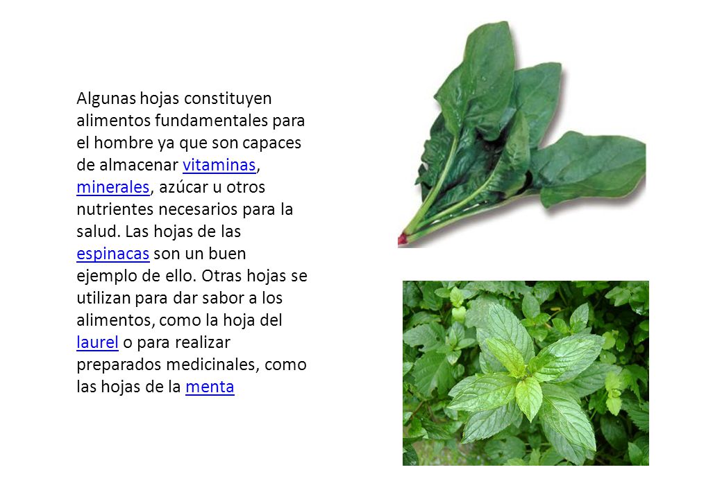 Algunas hojas constituyen alimentos fundamentales para el hombre ya que son capaces de almacenar vitaminas, minerales, azúcar u otros nutrientes necesarios para la salud.