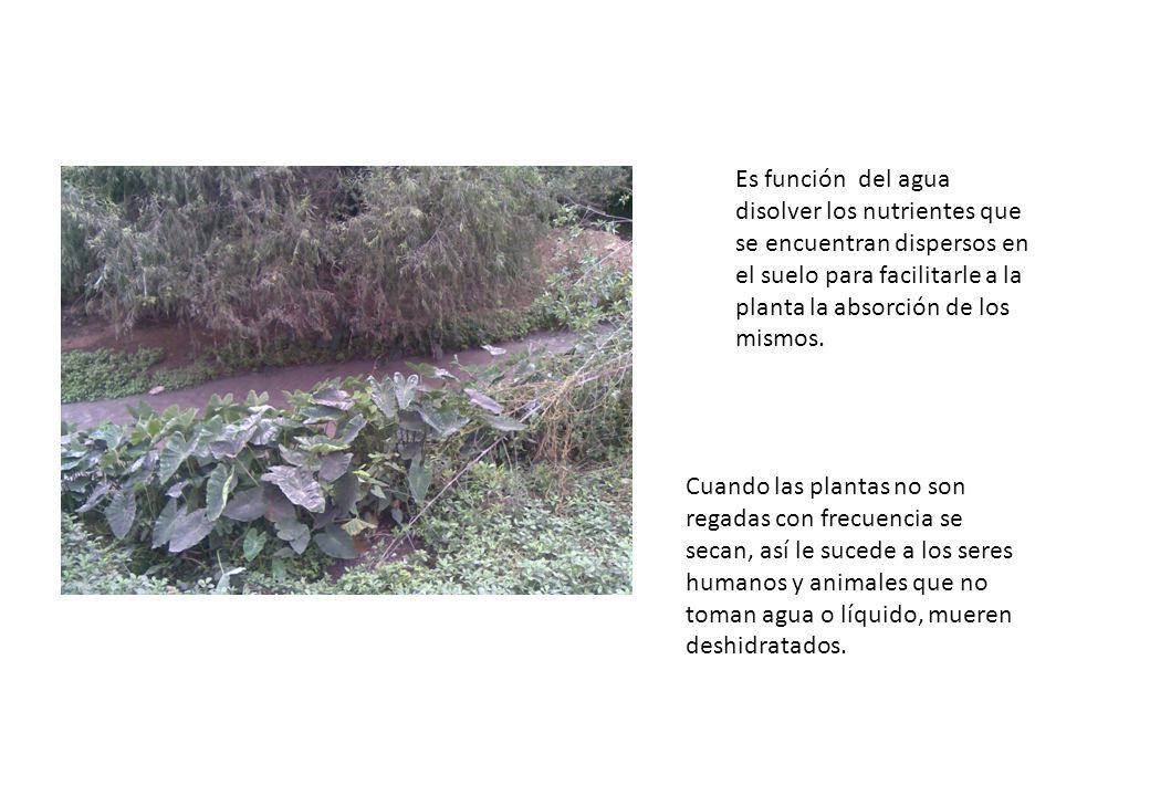 Es función del agua disolver los nutrientes que se encuentran dispersos en el suelo para facilitarle a la planta la absorción de los mismos.