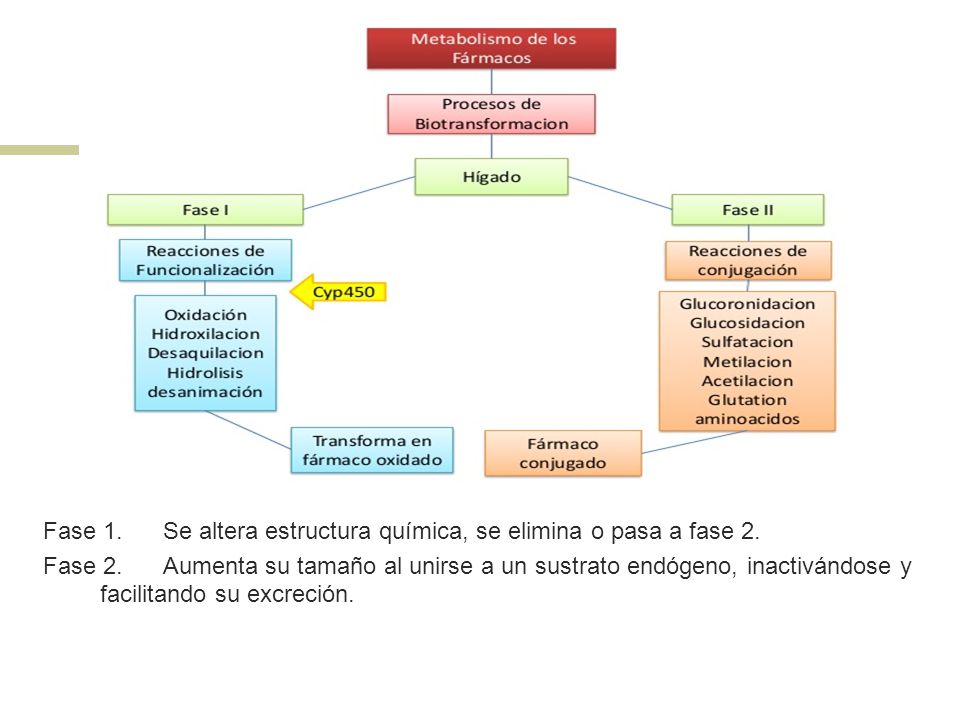 Fase 1. Se altera estructura química, se elimina o pasa a fase 2.