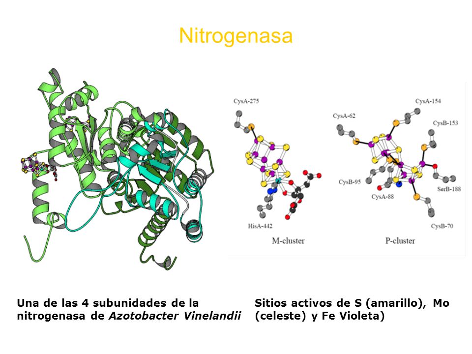 Nitrogenasa Una de las 4 subunidades de la nitrogenasa de Azotobacter Vinelandii.