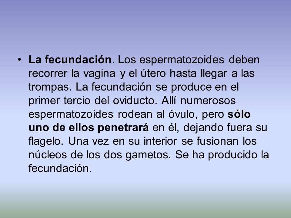 La fecundación. Los espermatozoides deben recorrer la vagina y el útero hasta llegar a las trompas.