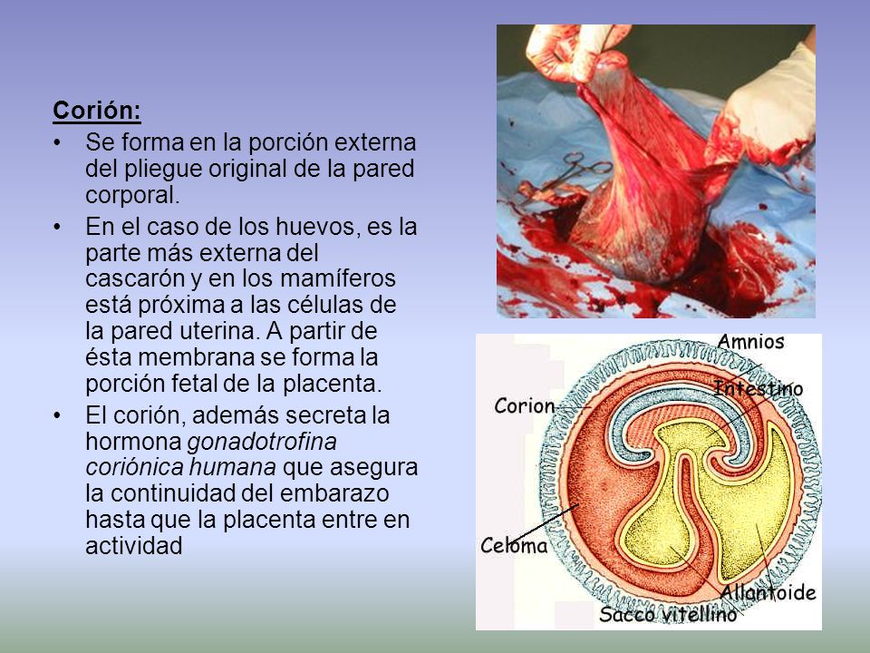 Corión: Se forma en la porción externa del pliegue original de la pared corporal.
