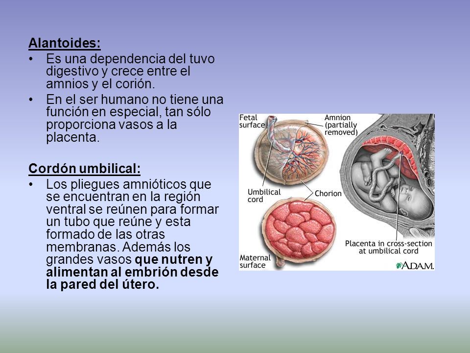 Alantoides: Es una dependencia del tuvo digestivo y crece entre el amnios y el corión.