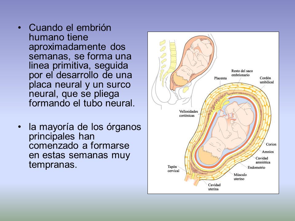 Cuando el embrión humano tiene aproximadamente dos semanas, se forma una linea primitiva, seguida por el desarrollo de una placa neural y un surco neural, que se pliega formando el tubo neural.