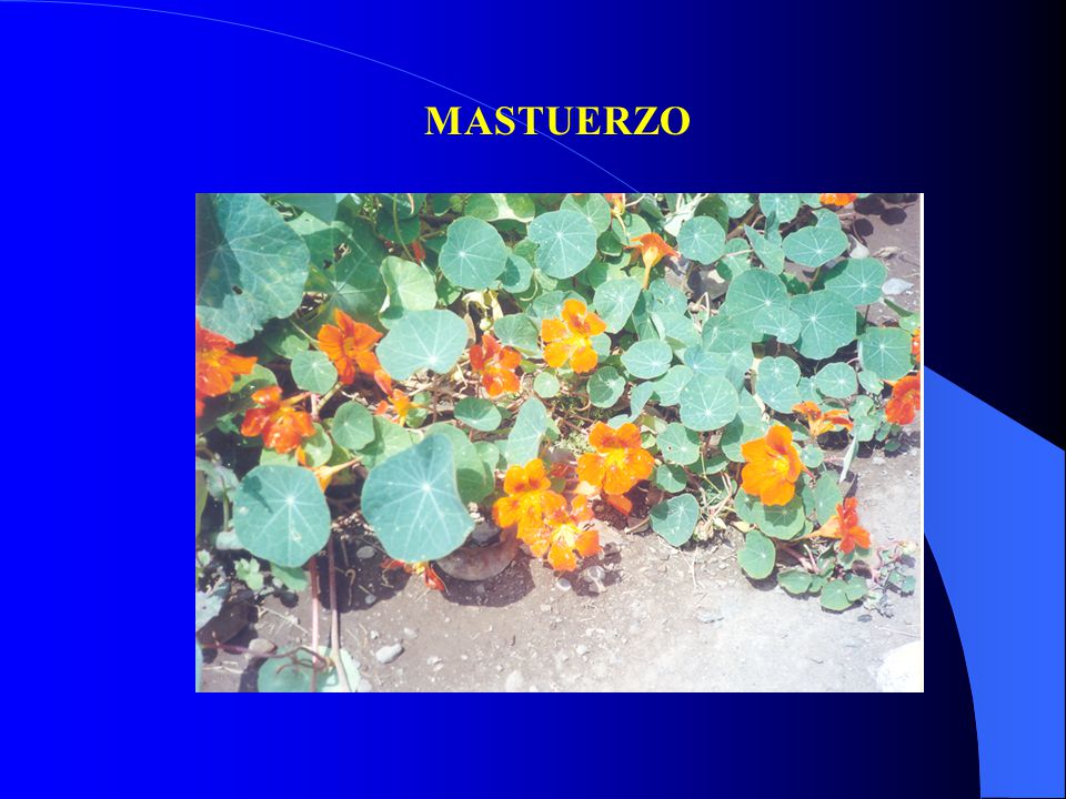 MASTUERZO