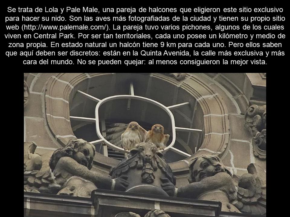 Se trata de Lola y Pale Male, una pareja de halcones que eligieron este sitio exclusivo para hacer su nido.
