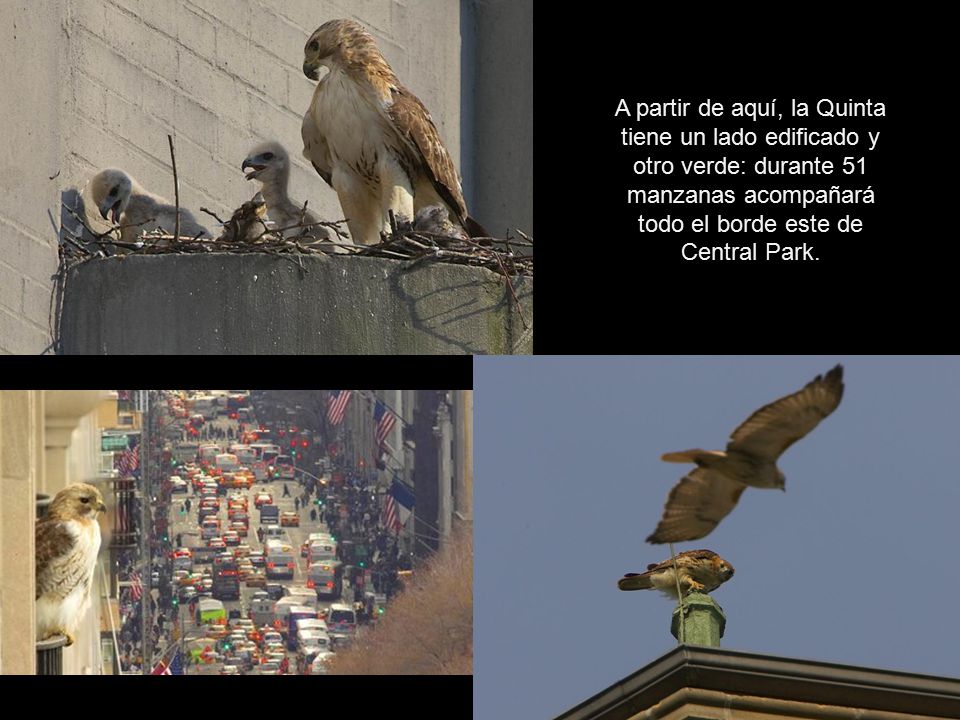 A partir de aquí, la Quinta tiene un lado edificado y otro verde: durante 51 manzanas acompañará todo el borde este de Central Park.