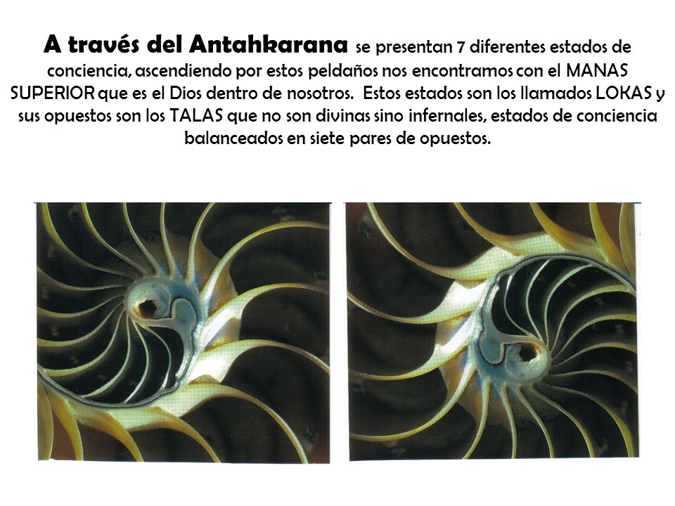 A través del Antahkarana se presentan 7 diferentes estados de conciencia, ascendiendo por estos peldaños nos encontramos con el MANAS SUPERIOR que es el Dios dentro de nosotros.
