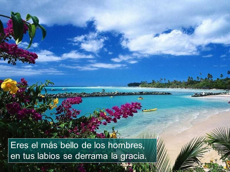 Eres el más bello de los hombres, en tus labios se derrama la gracia.