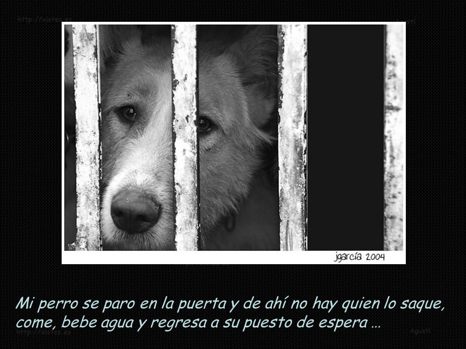 Mi perro se paro en la puerta y de ahí no hay quien lo saque, come, bebe agua y regresa a su puesto de espera …