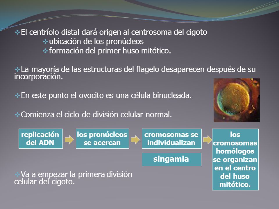 El centríolo distal dará origen al centrosoma del cigoto