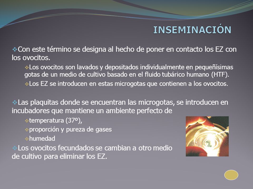 INSEMINACIÓN Con este término se designa al hecho de poner en contacto los EZ con los ovocitos.