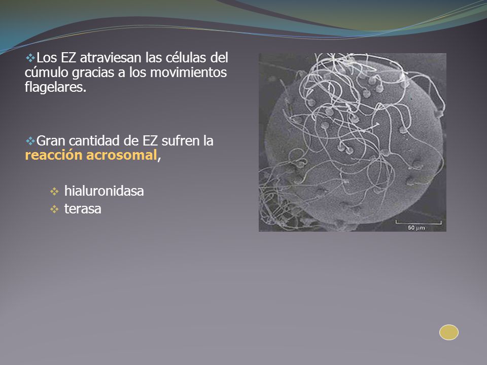 Los EZ atraviesan las células del cúmulo gracias a los movimientos flagelares.