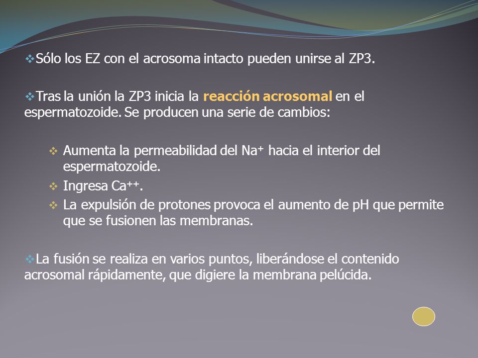 Sólo los EZ con el acrosoma intacto pueden unirse al ZP3.