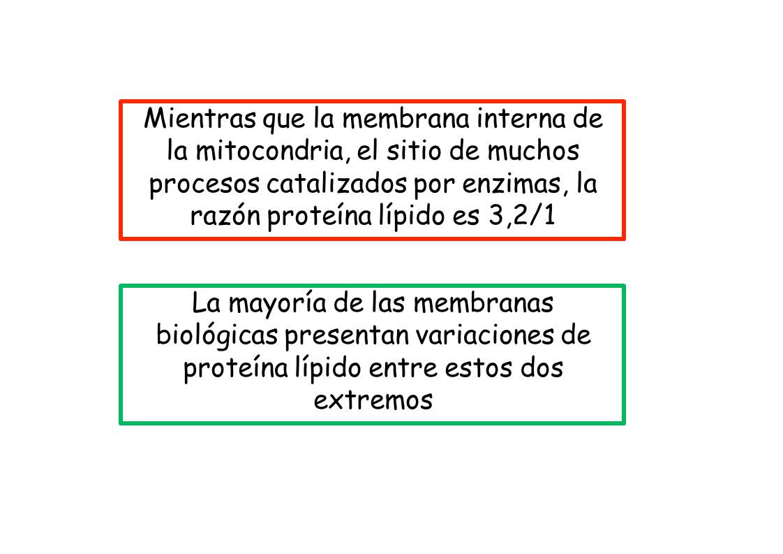 Mientras que la membrana interna de la mitocondria, el sitio de muchos procesos catalizados por enzimas, la razón proteína lípido es 3,2/1