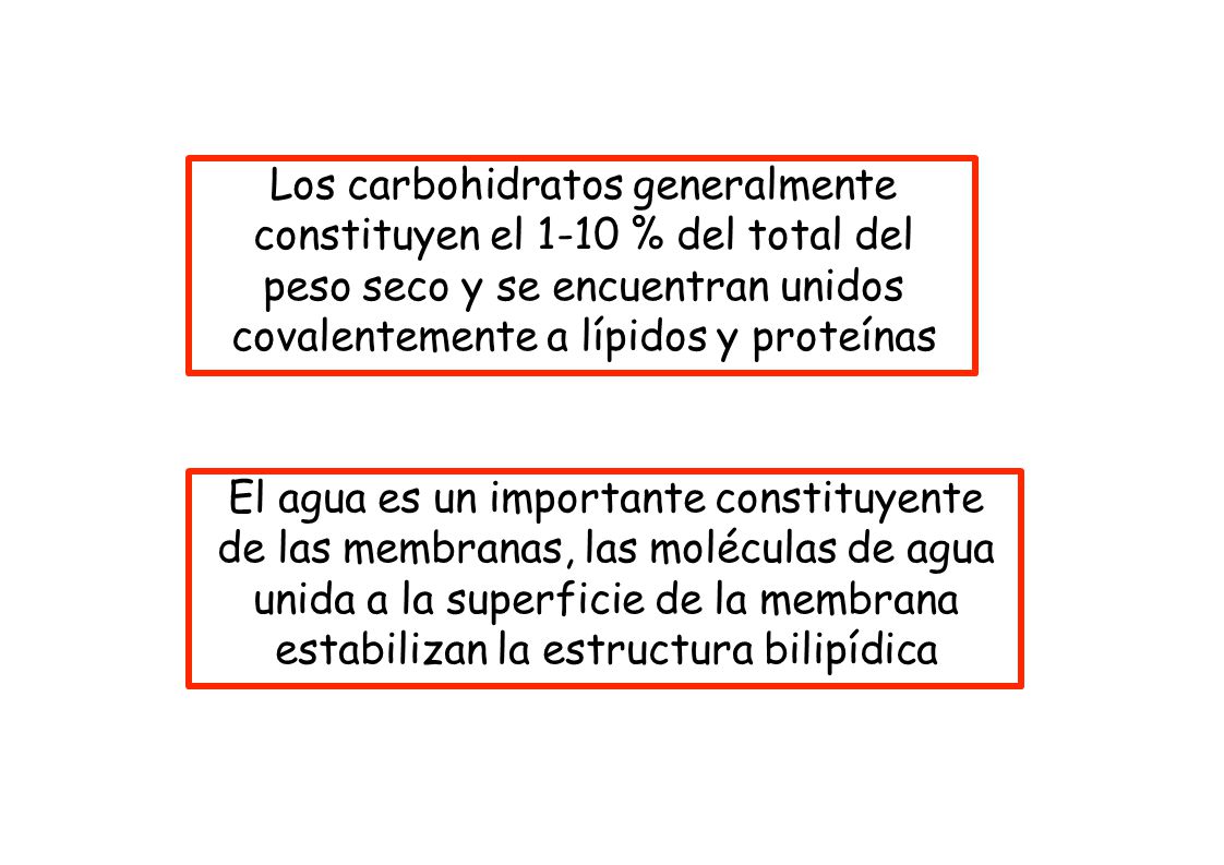 Los carbohidratos generalmente constituyen el 1-10 % del total del peso seco y se encuentran unidos covalentemente a lípidos y proteínas
