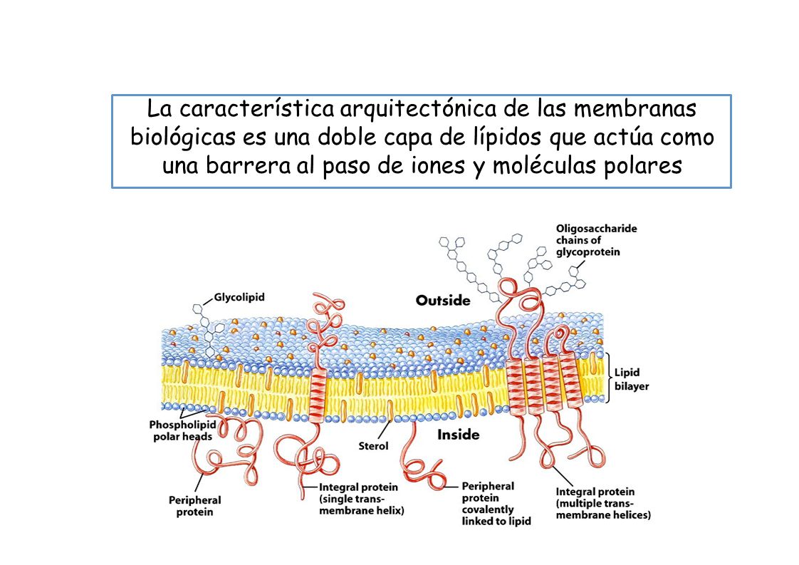 La característica arquitectónica de las membranas biológicas es una doble capa de lípidos que actúa como una barrera al paso de iones y moléculas polares